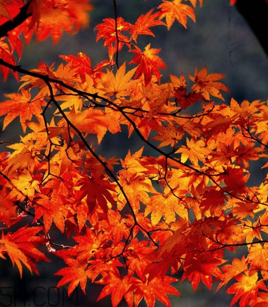 楓葉能做賀卡還能做什么？楓葉能治什么??？