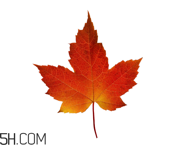 楓葉可以用來(lái)做什么？楓葉可以染頭發(fā)嗎？