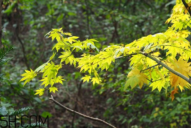 楓葉可以用來(lái)做什么？楓葉可以染頭發(fā)嗎？