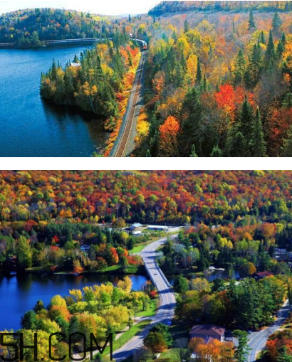 楓葉可以用來(lái)做什么？楓葉可以染頭發(fā)嗎？