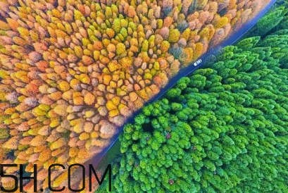 楓葉可以用來(lái)做什么？楓葉可以染頭發(fā)嗎？