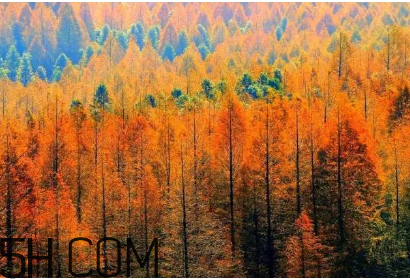 楓葉可以用來(lái)做什么？楓葉可以染頭發(fā)嗎？