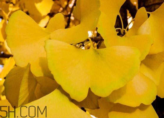 銀杏樹的葉子像什么？銀杏樹葉能食用嗎