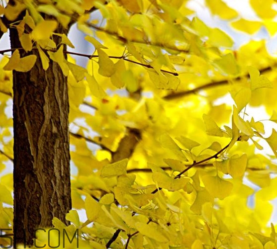 銀杏樹多久結(jié)一次果？銀杏樹能活多久