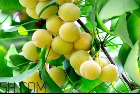 白果怎么去殼？白果和銀杏是什么關(guān)系