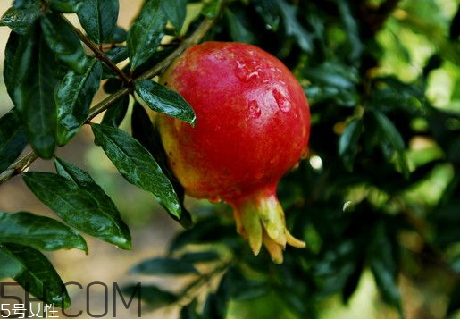 甜石榴和酸石榴區(qū)別 甜石榴好還是酸石榴好 甜石榴和酸石榴區(qū)別 甜石榴好還是酸石榴好