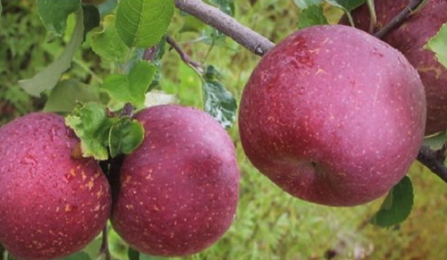 冰糖心蘋果多少錢一斤？冰糖心蘋果多少錢一箱