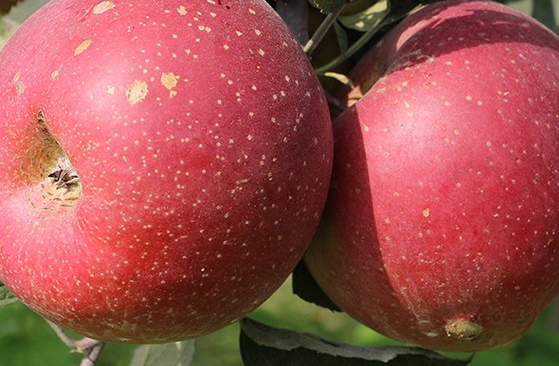 冰糖心蘋果多少錢一斤？冰糖心蘋果多少錢一箱