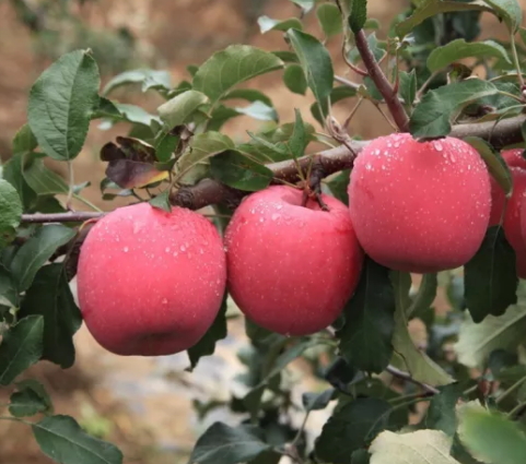 冰糖心蘋果多少錢一斤？冰糖心蘋果多少錢一箱