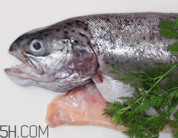 鮭魚是什么魚？鮭魚多少錢一斤