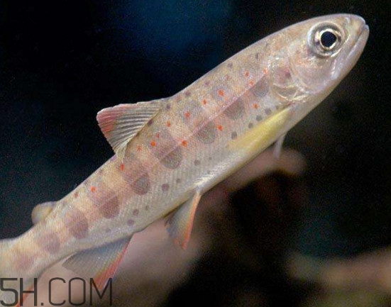 鮭魚是三文魚嗎？鮭魚的營養(yǎng)價(jià)值