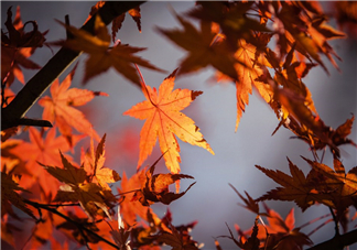 楓葉能做賀卡還能做什么？楓葉能治什么??？