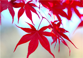 楓葉幾月份最紅？楓葉幾月的時候最美？