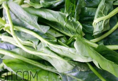 油麥菜為什么叫油麥菜？油菜和油麥菜的區(qū)別