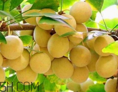 銀杏樹的葉子像什么？銀杏樹葉能食用嗎