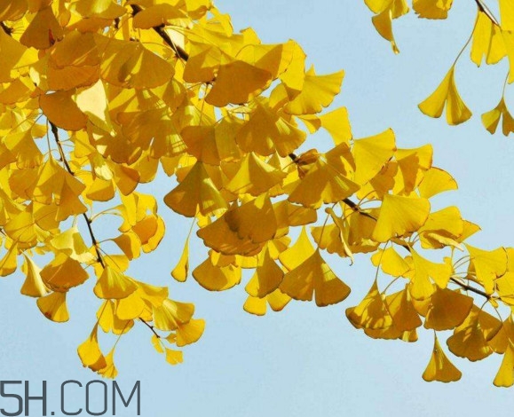 銀杏樹多久結(jié)一次果？銀杏樹能活多久