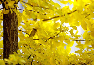 銀杏樹多久結(jié)一次果？銀杏樹能活多久