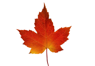 楓葉可以用來做什么？楓葉可以染頭發(fā)嗎？