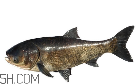 胖頭魚是什么魚？胖頭魚是發(fā)物嗎