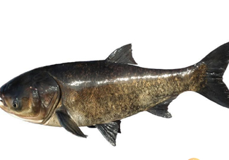 胖頭魚為什么叫胖頭魚？胖頭魚能長到多大