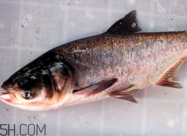 胖頭魚有什么營養(yǎng)？胖頭魚是鰱魚嗎