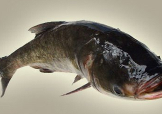 胖頭魚(yú)是什么魚(yú)？胖頭魚(yú)是發(fā)物嗎