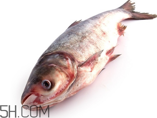 胖頭魚為什么叫胖頭魚？胖頭魚能長到多大