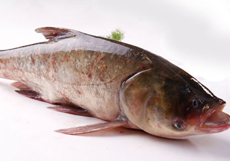 胖頭魚是花鰱魚嗎？胖頭魚是河魚還是海魚