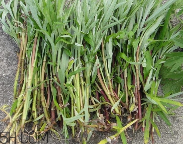 藜蒿是什么植物？藜蒿怎么種植