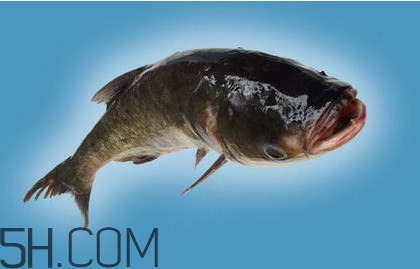 胖頭魚(yú)吃什么？胖頭魚(yú)怎么殺