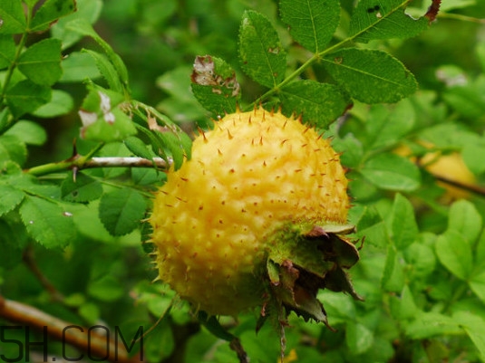 刺梨是什么味道？刺梨是什么水果