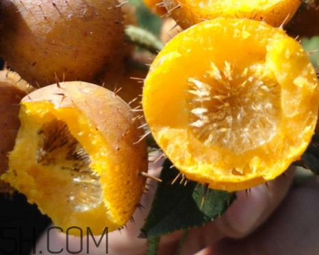 刺梨能降血壓嗎？刺梨是哪里的特產(chǎn)