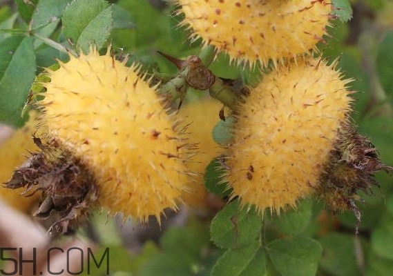 刺梨什么時(shí)候成熟？刺梨泡酒有什么功效