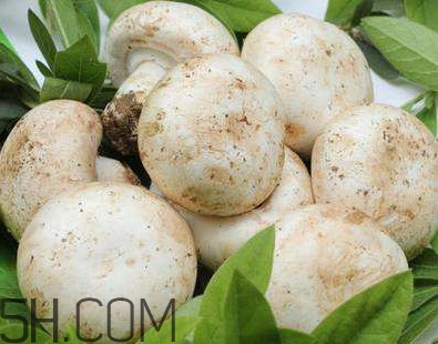 口蘑是香菇嗎？口蘑怎么種植