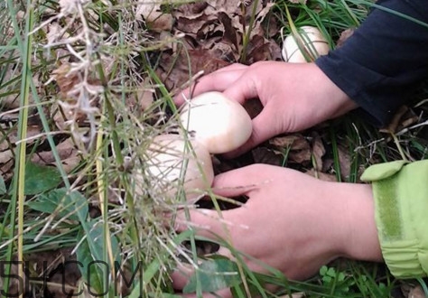 口蘑怎么挑選？口蘑有毒嗎