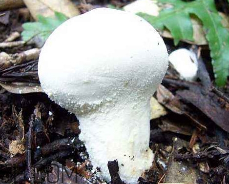 口蘑怎么挑選？口蘑有毒嗎