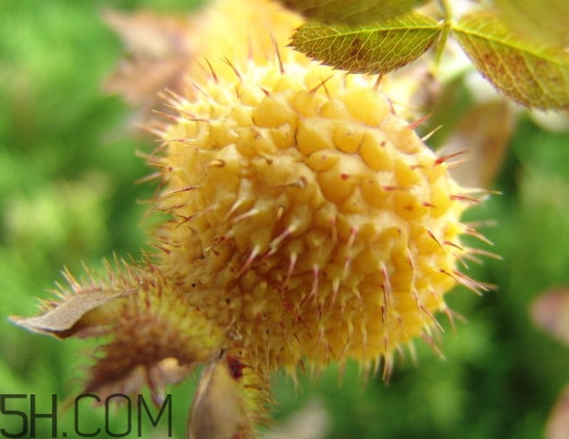 刺梨什么時(shí)候成熟？刺梨泡酒有什么功效