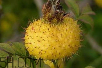 刺梨是什么味道？刺梨是什么水果