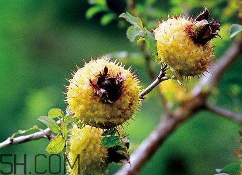 刺梨是金櫻子嗎？刺梨是中藥嗎