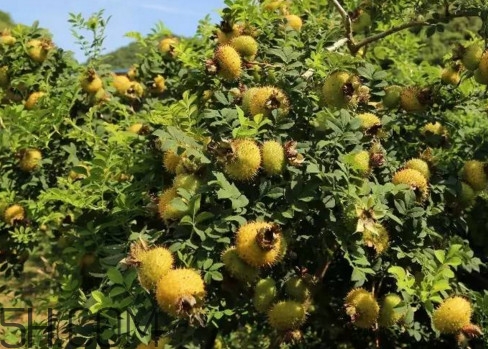 刺梨能降血壓嗎？刺梨是哪里的特產(chǎn)