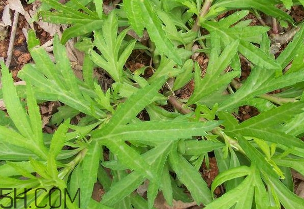 擇藜蒿手臟怎么洗？藜蒿和水芹菜的區(qū)別