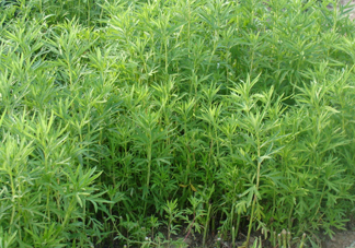 藜蒿是什么植物？藜蒿怎么種植