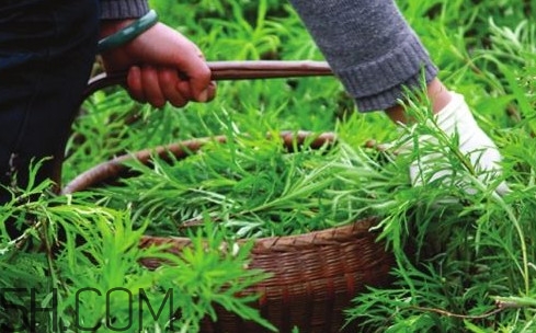 藜蒿多少錢一斤？藜蒿和蘆蒿是同一種菜嗎？