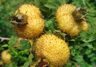 刺梨是金櫻子嗎？刺梨是中藥嗎