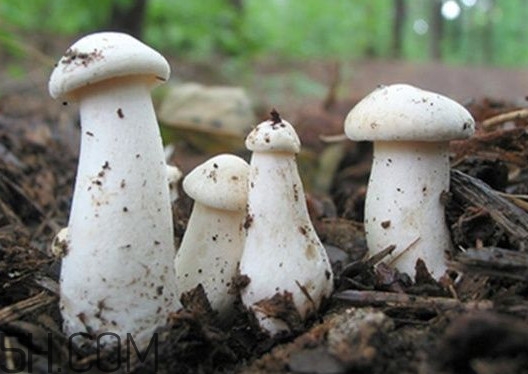 口蘑是香菇嗎？口蘑怎么種植