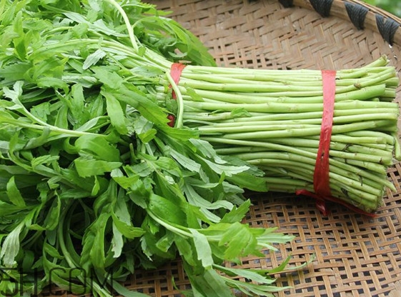 藜蒿什么季節(jié)有？藜蒿是發(fā)物嗎