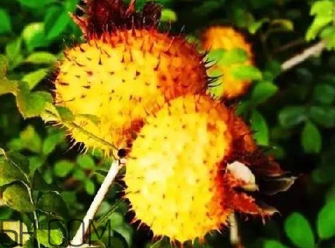 刺梨是什么味道？刺梨是什么水果