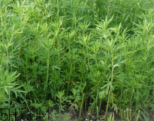 藜蒿是什么植物？藜蒿怎么種植