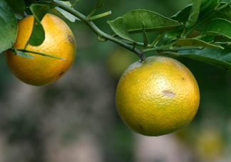 貢柑幾月成熟？貢柑種植到掛果要多少年