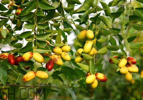 子彈頭棗好吃嗎 子彈頭棗怎么吃 子彈頭棗好吃嗎 子彈頭棗怎么吃